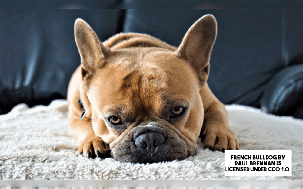Originating in England, the French Bulldog or Frenchies was created to resemble a toy Bulldog.With the exception of the wrinkles around their face and shoulders, they have a small, compact, well-proportioned, and rather strong frame. 