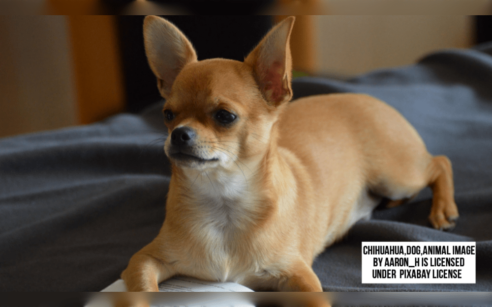 It's a popular believe that Chihuahuas are native to Mexico and share their name with the state of Chihuahua.They are considered to be the smallest dog breed in the world. 