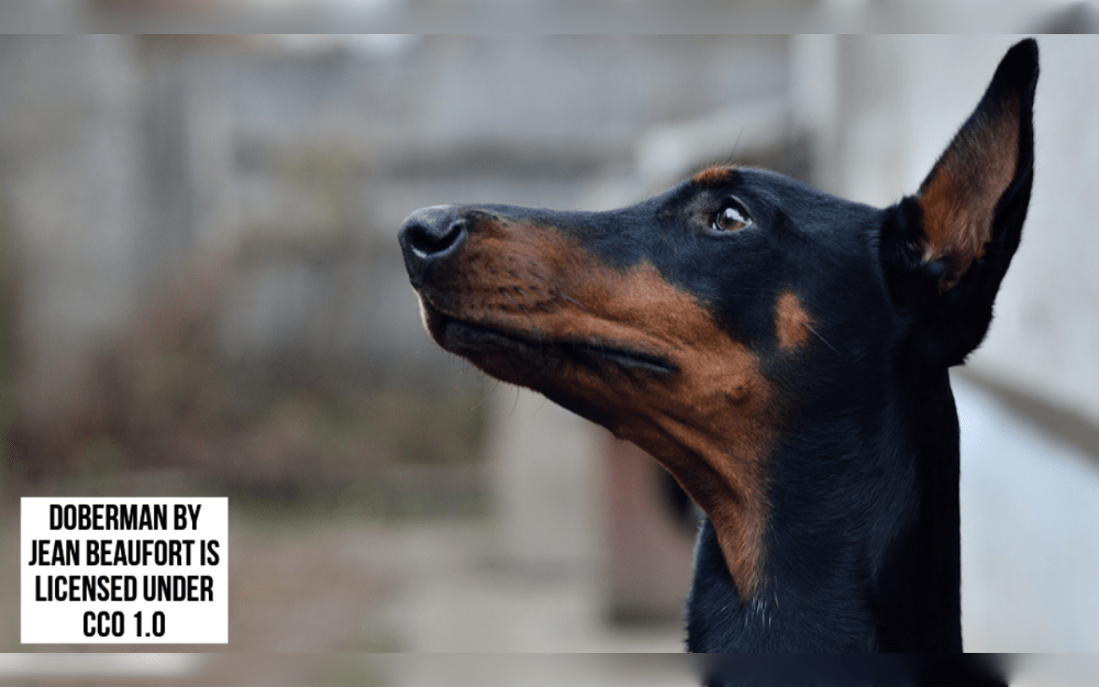 The Doberman Pinschers are large dogs.They are eager to please, loyal, dedicated, and fearless, yet they are also alert, protective, and affectionate.The thick, close coat of the Doberman is smooth and shiny. Their coat colors may be black and rust, blue and rust, and fawn and rust.