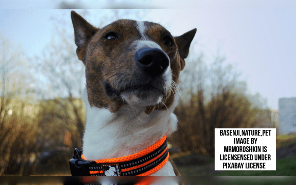 The Basenji, also known as the "Barkless Dog," is a graceful, compact hunting dog originated in Africa.The Basenji has a short, smooth coat. Black and white, black tan and white, brindle and white, and red and white are among the colors.
