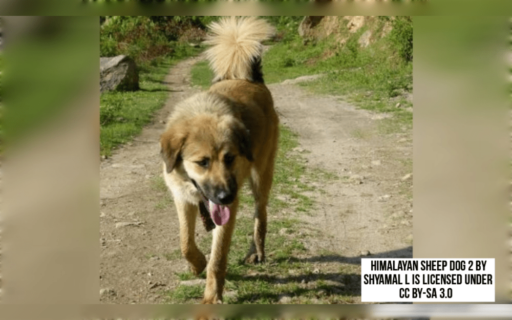 With roots in the high Himalayan mountains, the Himalayan Sheepdog is a large, strong and robust breed.They are between 20 to 29 inch (51 and 76 cm) in height, weigh between 30 and 40 kg (66 to 88 pound) and their average lifespan is 10 to 14 years.