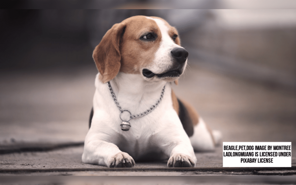 Originally, medium sized dog breed Beagles were bred to hunt small game in Britain.They have short, dense coats, they have tri-colored coats (black, tan, and white) as well as combinations of black, tan, red, white, brown, blue, and red.