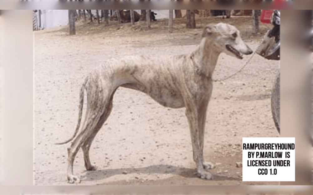 The Rampur Greyhound is a native Indian breed that got its name from the Uttar Pradesh town of Rampur, where it was meticulously bred to hunt large animals.They are muscular, elegant dogs.