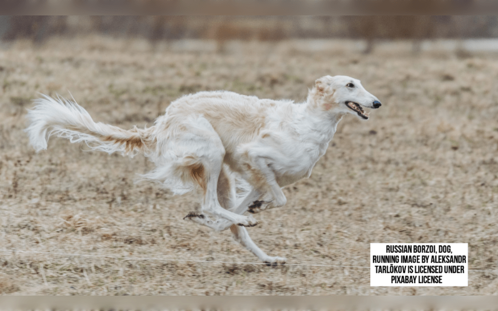 Borzois also known as Russian Wolfhounds  are elegant, friendly, and silly giants.Its long, slender legs, comparatively narrow body, deep chest, tucked abdomen, arching loin, and long tail and incredibly long head. 