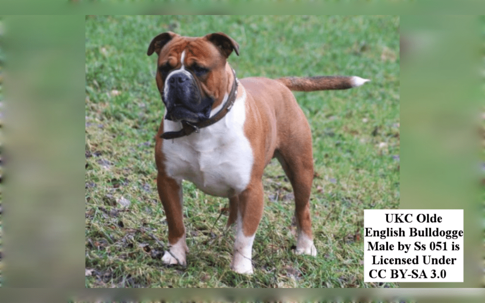 The Olde English Bulldogge is one of the bully breeds with the most distinctive appearance. They are a medium-sized breed with a rectangular body, broad shoulders, a huge, short head, and a muscular frame. 