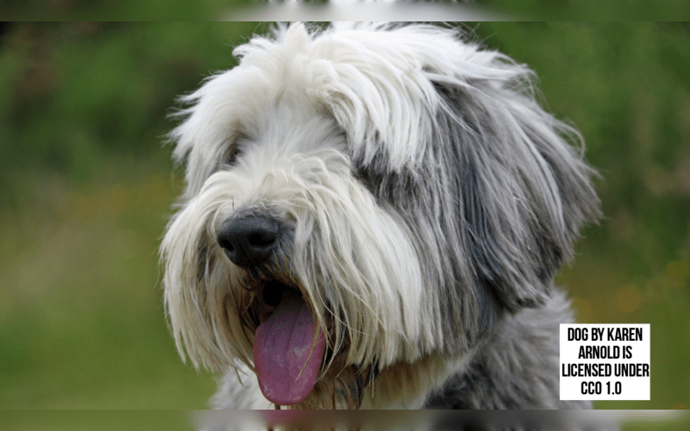 A shaggy-coated, powerful, and nimble herding dog is the Bearded Collie. His lengthy hair, or beard, beneath the chin is the source of breed's name.Their long, straight double coat sparkles in shades of black, blue, chocolate, or gray. 