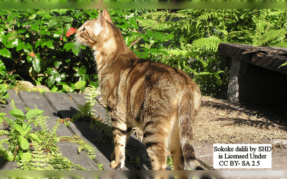 Originating in Kenya, particularly in the Arabuko-Sokoke Forest on the country's eastern coast, the Sokoke is a rare natural cat breed.The Sokoke is an athletic, muscular, and slender cat. 