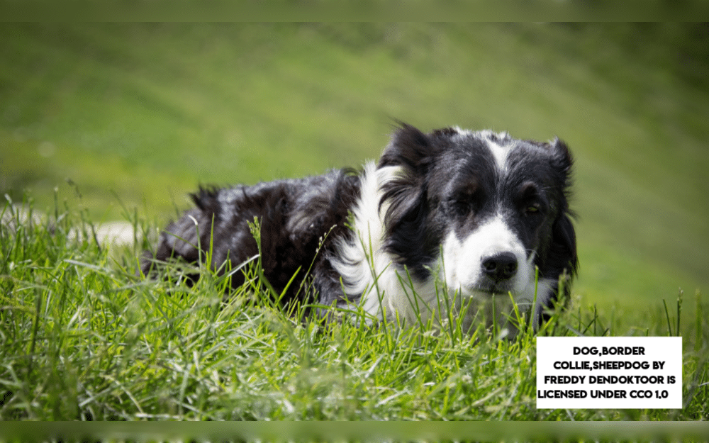 The name Border Collie comes from the border regions of Wales, Scotland, and England, where the breed first used as herding sheeps in the mountains and hills.They are medium-sized herding dogs with amazing intelligence and high levels of energy. 