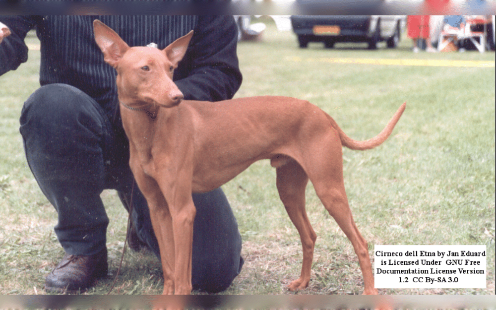 The small to medium-sized hound dog known as Cirneco Dell'Etna is native to the Mediterranean island of Sicily.The Cirneco dell'Etna usually has a short, fine coat. The head, chest, belly, paws, and tip of the tail are all tan with white spots.