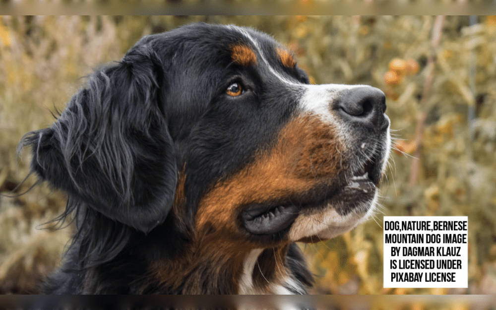 The Swiss Alps' Bern regions are where Bernese Mountain Dogs originated. They were bred to herd cattle, protect property and pulling carts.The thick, clearly marked tri-color coat of Bernese Mountain Dogs, also known as Berners, is primarily black with rust-colored accents and white markings. They may have a straight or wavy double coat. 
