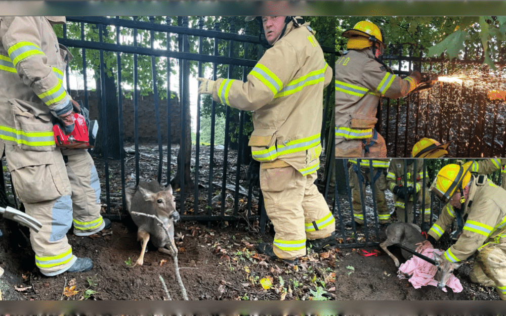 A doe got stuck in a metal fence in Middletown on Sunday while a nor'easter pounded the area. Firefighters from Middletown Township of New Jersey, United States, released her from the fence, allowing her to flee unscathed.