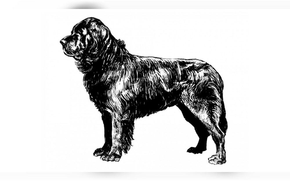 The Newfoundland dog breed, which originated on the island of Newfoundland, Canada, is excellent at swimming and has a pleasant personality.They have an oily, water-resistant outer layer that is flat and coarse.
