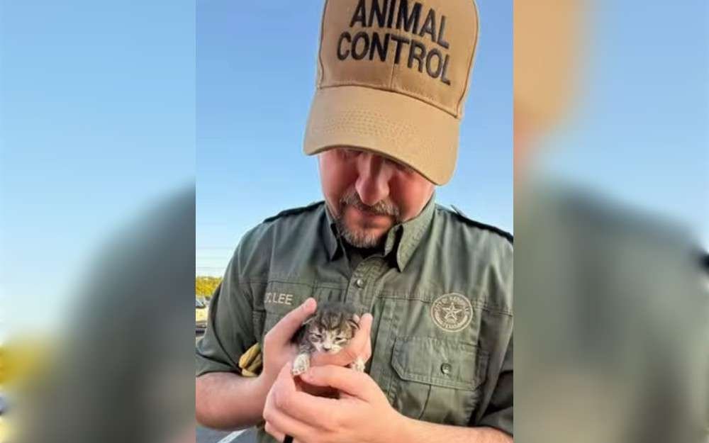 According to an animal organization, a new born kitten was saved after a lengthy trek through the Texas Hill Country. The cat was found hidden inside the engine bay of an employee's car and had traveled more than an hour from Rocksprings to Kerrville, according to a social media post made by the City of Kerrville.