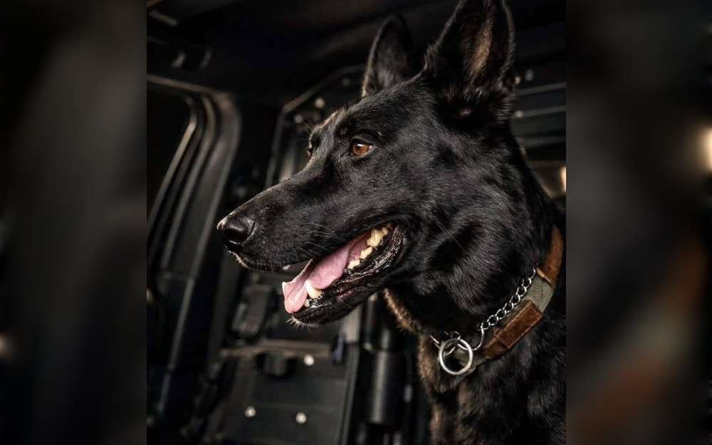 On September 3, while being arrested on I-95 northbound, a suspect bit a Connecticut's West Haven police K-9. According to wfsb.com, state police troopers stopped an erratic driver in West Haven and requested help from the local police department.