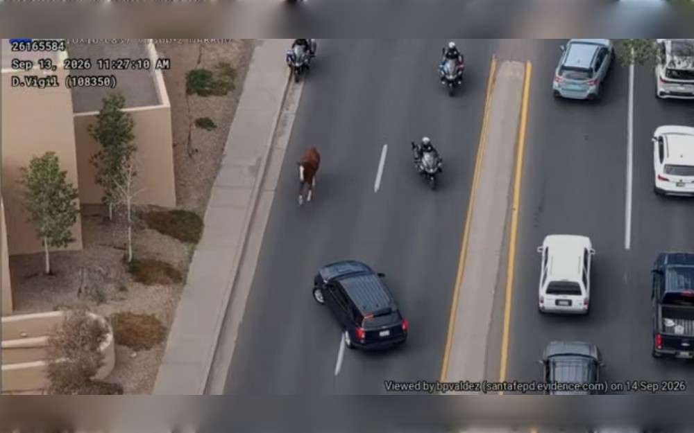 A loose horse that galloped around Santa Fe, New Mexico, United States, during the Fiestas parade over the weekend was caught by Santa Fe police.The horse was eventually cornered by officers on Canyon Road, and its owners were able to manage it and got it back into position for the rest of the parade.