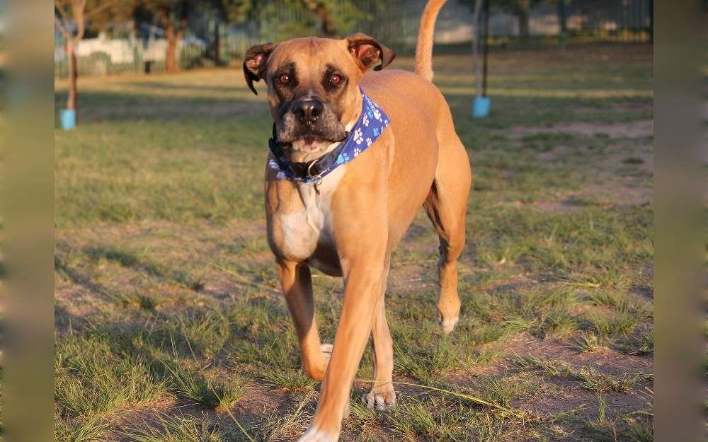 Use standard images to identify dog breeds. Before adopting a breed, know as much as you can about it.It's up to you whether they make an effective watchdog or are family-friendly. 