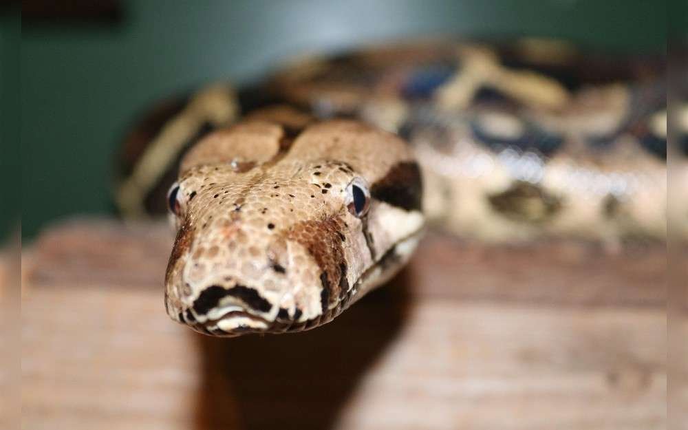 Animal control and reptile experts responded to a West Allis couple's finding of a 4-foot boa constrictor under the hood of their car.When Windy Tuck and her husband spotted it, they initially thought it to be a missing car part.