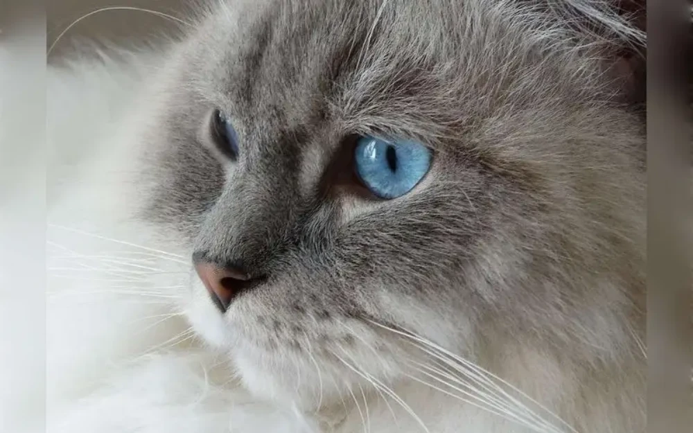 Of the 600 million domestic cats, 400 million are found in Asia, with 58 million of them being household cats in China. US leads the world in cat ownership, with roughly the same number of domestic cats.