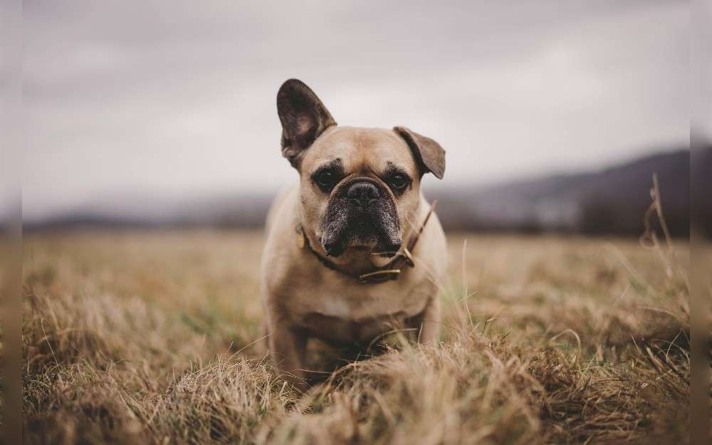 Use standard images to identify dog breeds. Before adopting a breed, know as much as you can about it.It's up to you whether they make an effective watchdog or are family-friendly. 