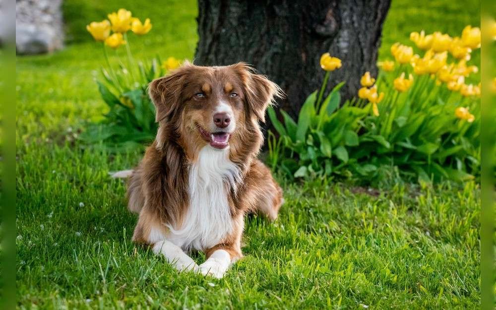 Use standard images to identify dog breeds. Before adopting a breed, know as much as you can about it.It's up to you whether they make an effective watchdog or are family-friendly. 