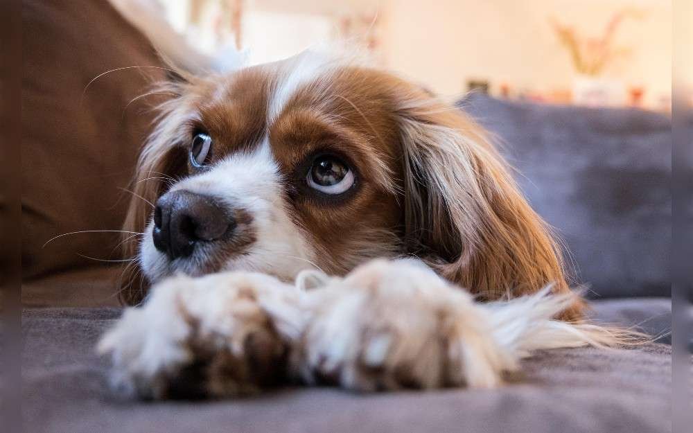 Use standard images to identify dog breeds. Before adopting a breed, know as much as you can about it.It's up to you whether they make an effective watchdog or are family-friendly. 