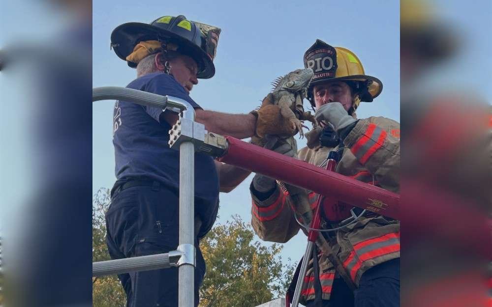 A pet iguana was rescued from a tree by the Johnson County Consolidated Fire District No. 1. On October 7, shortly after 6 p.m., the organization helped rescue a pet iguana from a tree on West Allen Street in Spring Hill, Kansas.