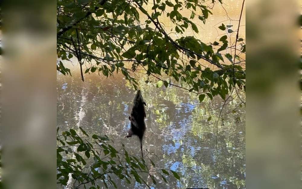 A call about an opossum hanging from fishing line above the water at South Fork Trail in Lincolnton, North Carolina, was recently received by the Carolina Wildlife Conservation Center hotline.