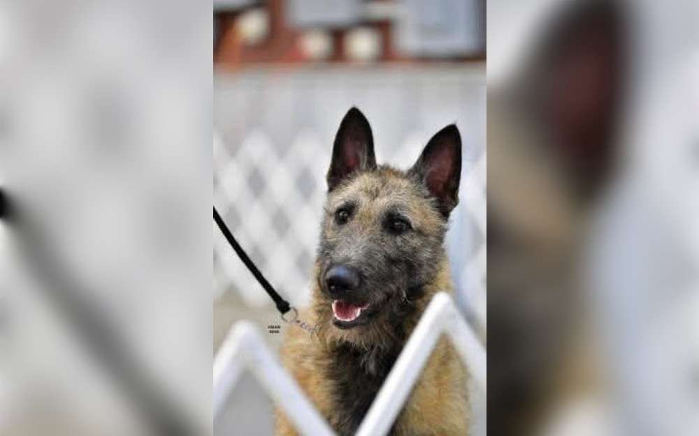 Originally developed as a guard and shepherd dog, medium sized Belgian Laekenois are known for their agility and loyality.They have rough and coarse coats.They have red, cream, mahogany, fawn, and sable coat colors. 