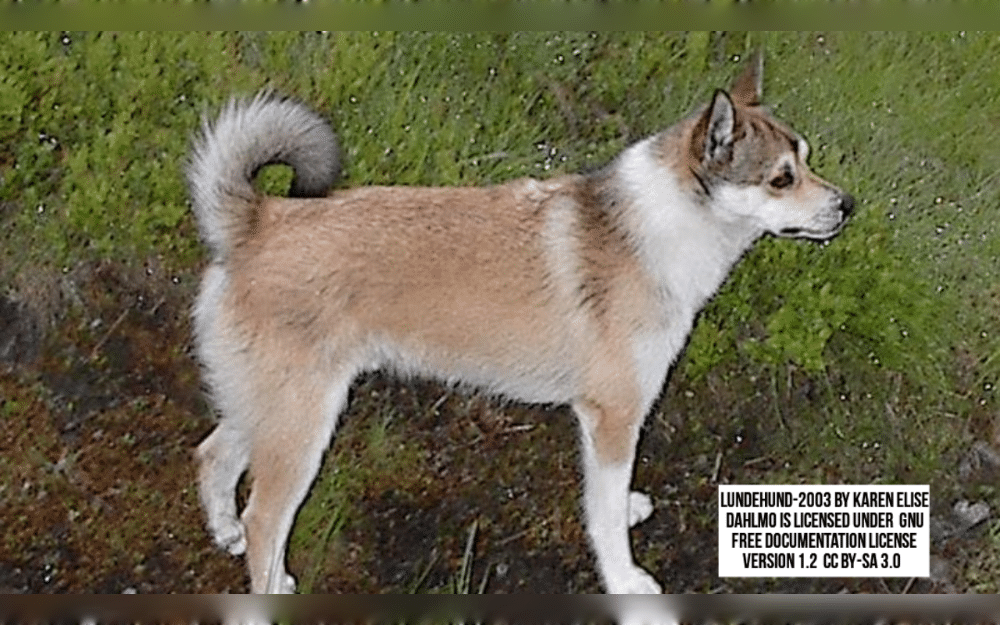 The rectangular Spitz-style dog breed known as Norwegian Lundehunds was created to hunt puffins in rocky fjords and along the coast.They have a double coat, with a dense, softer undercoat and a hard, protective outer layer.