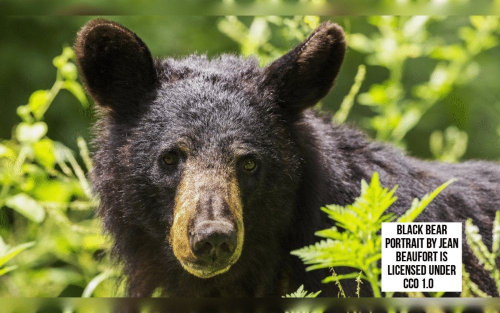 Safety concerns are currently being raised after a bear broke into garages across a Colorado neighborhood. According to Colorado Parks and Wildlife, at least 20 garages in the Ken Caryl neighborhood have been broken into by the same bear in recent weeks.