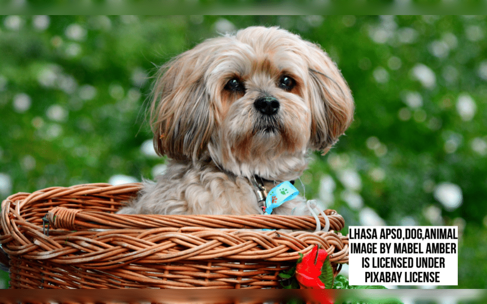 Lhasa apso are small sized dogs that are easily identified by their long, flowing hair. They have straight fur that is part-colored in black, white, red, and gold. 
