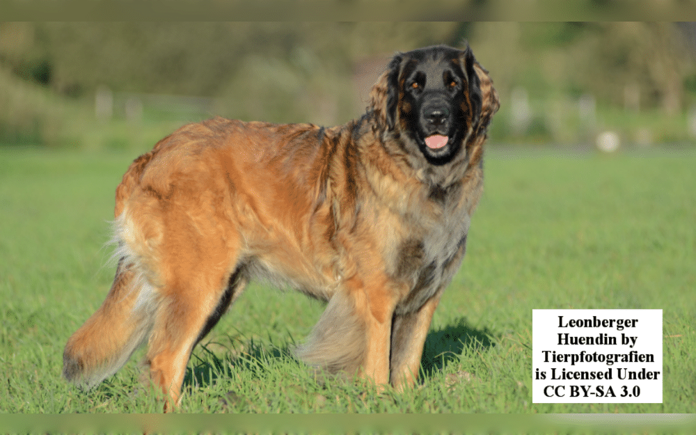The Leonberger is a massive working breed.The Leonberger originated in Leonberg, Germany, after crossing the Great Pyrenees, Saint Bernards, and Newfoundlands.They are a double-coated breed with black tips and masks that range in color from pale cream to rich red.