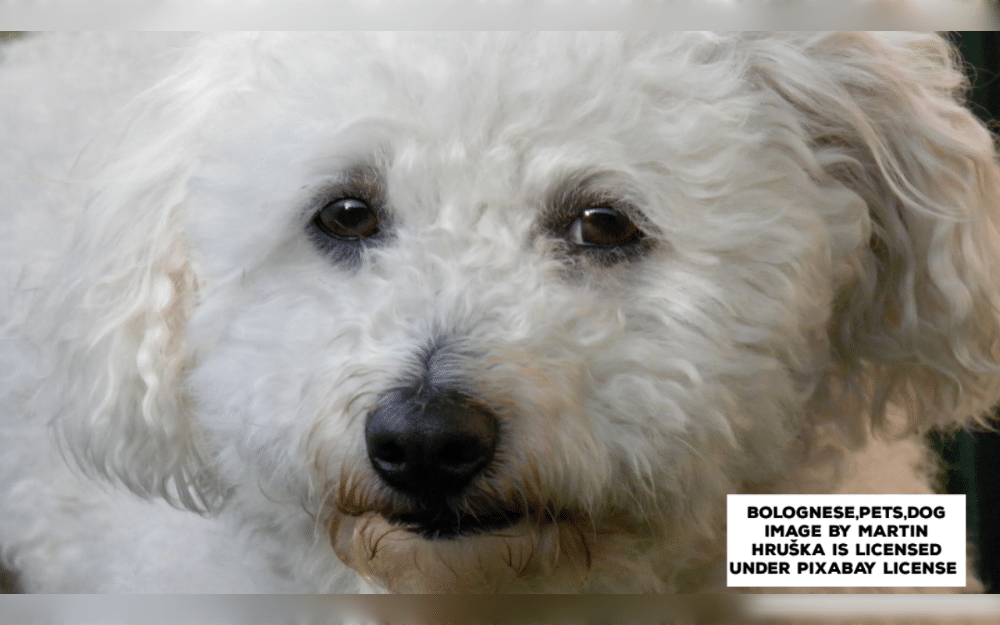 The Bolognese dog is a small dog breed that originated in Bologna, Italy.The entire body is covered in soft, curly, and completely white.They are intelligent, loyal, affectionate and gentle dog breed. They are child friendly dog breed and are get along with other pets. 