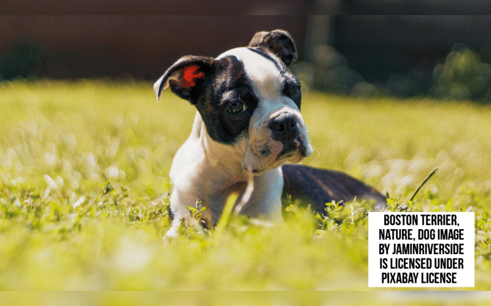 The medium sized Boston Terriers were originated in Boston, United States. They have short, smooth coats. Black and white,brindle and white are two colors. But there are some available colors also like black brindle, and white, seal brindle and white and seal and white.