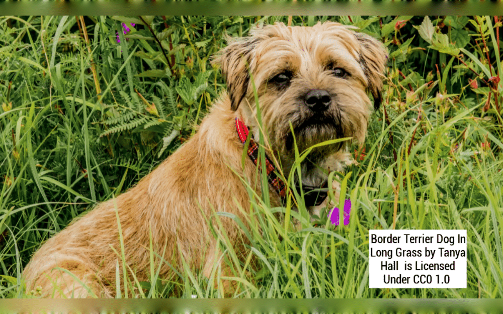 The Cheviot Hills region, which is near the border between England and Scotland, is where the Border Terrier breed originated in the 18th century. This breed was developed to be the ideal dog for hunting foxes. 