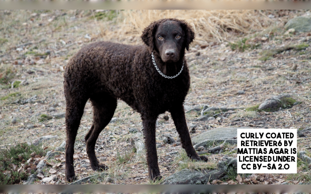 The curly coated retriever is identified by its tight curls.They are shielded from harsh conditions and water by their tight, dense curls. The coat is either liver or black.