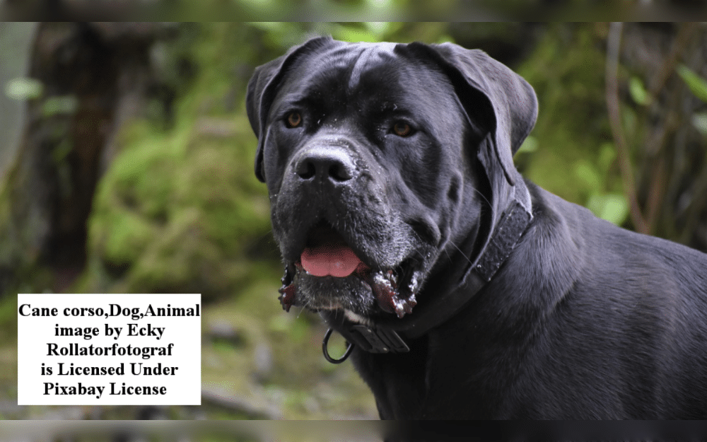 Known for its strength, intelligence, and protective nature, the Cane Corso is a magnificent and formidable Italian breed, originally developed for hunting and protection.They have a short, thick, coarse coat that can be black, gray, fawn, or red in color.