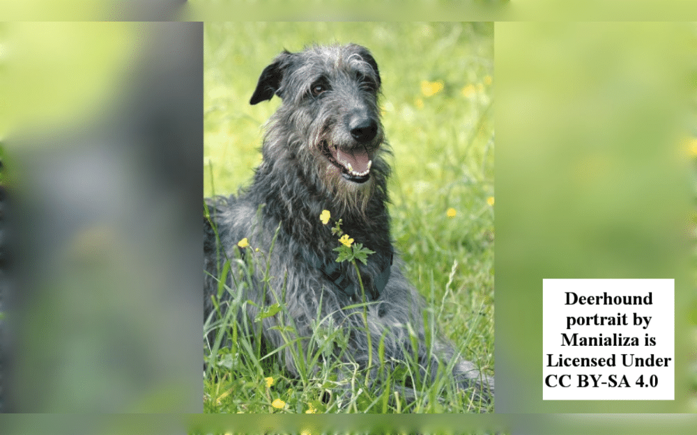 The Scottish Deerhound is a large athletic breed originated in Scotland.They have thick, harsh coats. Their colors include blue gray, brindle, gray and gray brindle with white markings. 