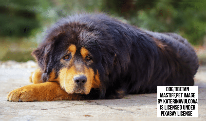 Tibetan Mastiffs are large, strong, pure bred dogs.They have a thick, rather long coat, and their hair is hard, straight, and coarse. Black, brown, gray, and different tones of gold are the colors, with or without tan markings.