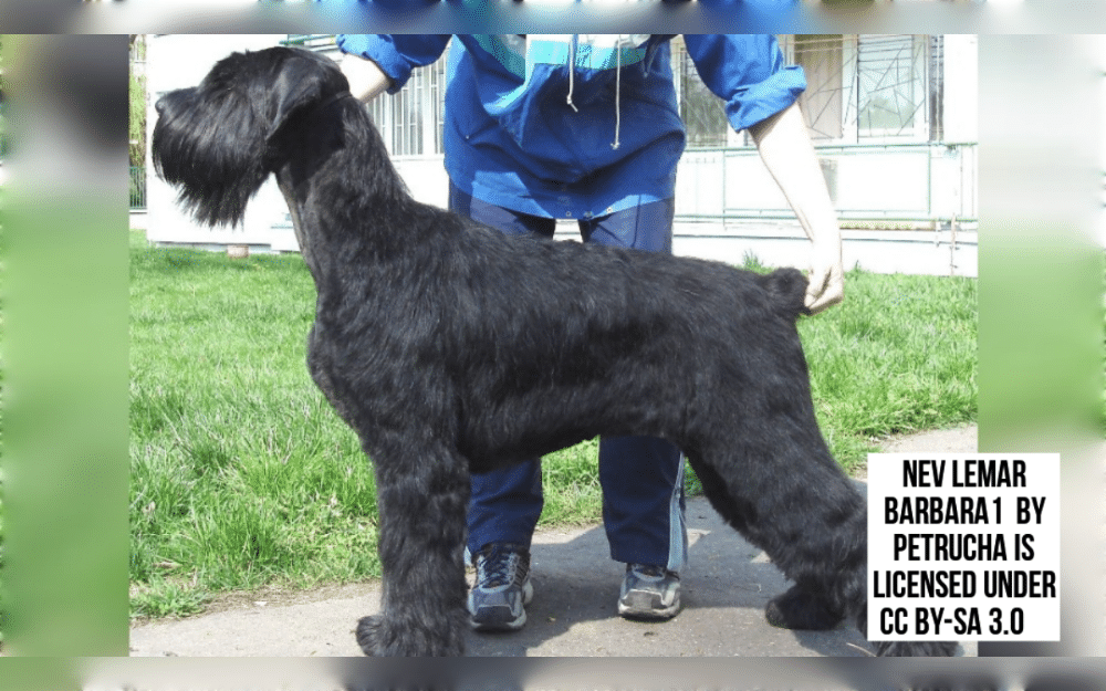 The giant schnauzer, which was originated in Germany as a strong working dog.Larger breeds like the Great Dane, Bouvier des Flandres, and other herding and working breeds were crossed with Standard Schnauzers to develop them.Their coats are dense, wiry, and hard. It is composed of a soft undercoat and a hard outer coat.