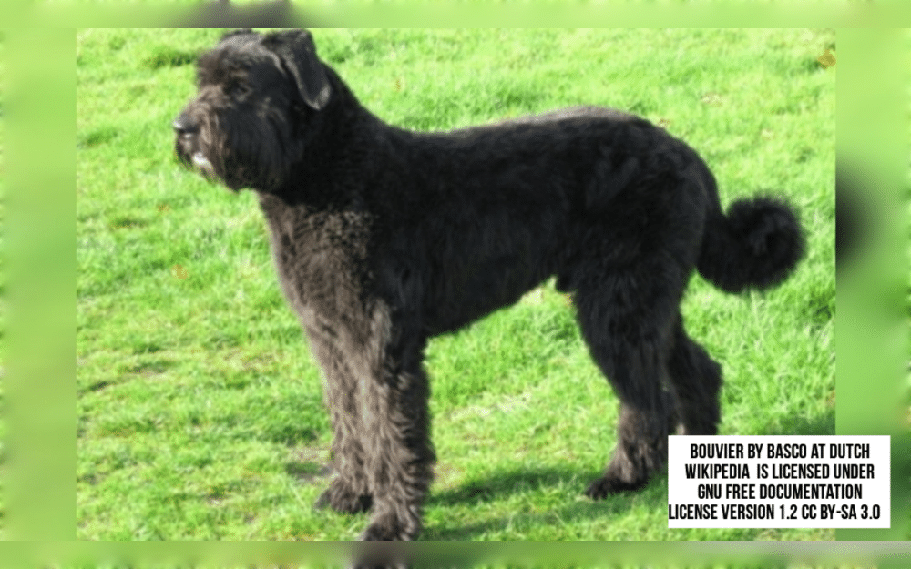 The Bouvier Des Flandres is a robust dog that was first bred as a cattle dog by farmers, butchers, and cattlemen in the northern hills of France and southwest Flanders region of Belgium.They have a strong, broad head with a characteristic mustache and beard. 