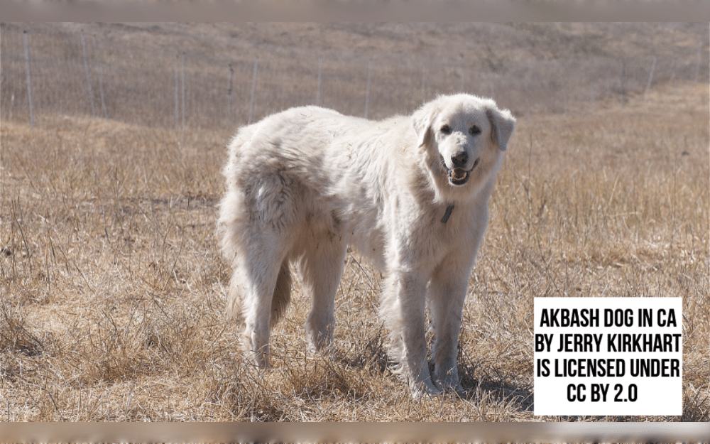 Native to the plains and mountains of western Turkey, the Akbash dog is a white, large, strong dog breed used to protect livestock.They may have a short or long double coating. They are mostly white, though they may also be biscuit or gray in color.