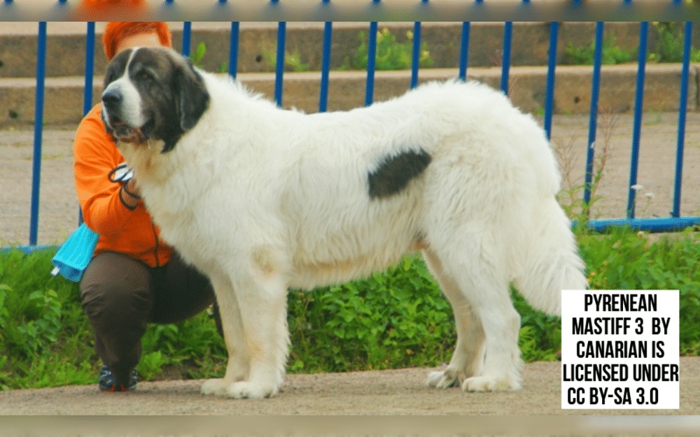Large Pyrenean Mastiff dogs are native to Spain's Aragonese region of the Pyrenees.They have long, thick, dense coats, more visible at the back of the legs, beneath the belly, and around the neck and shoulders.The coat is mostly white and has a distinct mask. There could be colored markings on the body.