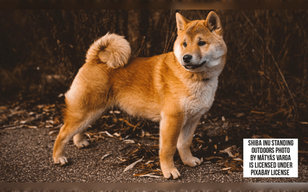 The Shiba Inu is a robust, strong dog breed that originated in Japan.Red, sesame, black and tan, or cream are the colors of double-coated Shiba Inu.They are independent, intelligent, loyal, energetic dog breed.As a very active dog breed, they need regular physical and metal excercise.