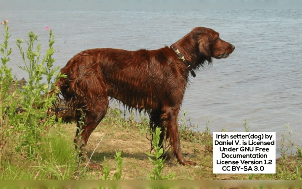 Medium to large dogs Irish Setters are very friendly, affectionate dogs.Their coat is deep red, shiny, and lengthy.Other coat colors include Mahogany and Chestnut.