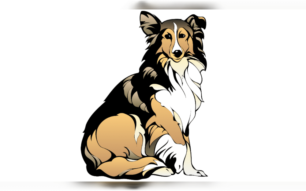 The collie is a large to medium-sized dog. The outer layer of the Rough Collie's double coat is thick and long. The Smooth Collie has also a double coat though it is shorter on the outside.