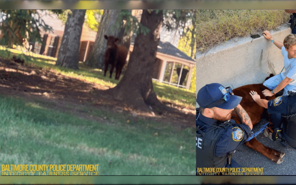On October 21, a calf ran away from Hidden Waters Farm in Pikesville, Baltimore County, Maryland, United States, sparking a chase that ended on the Baltimore Beltway. 