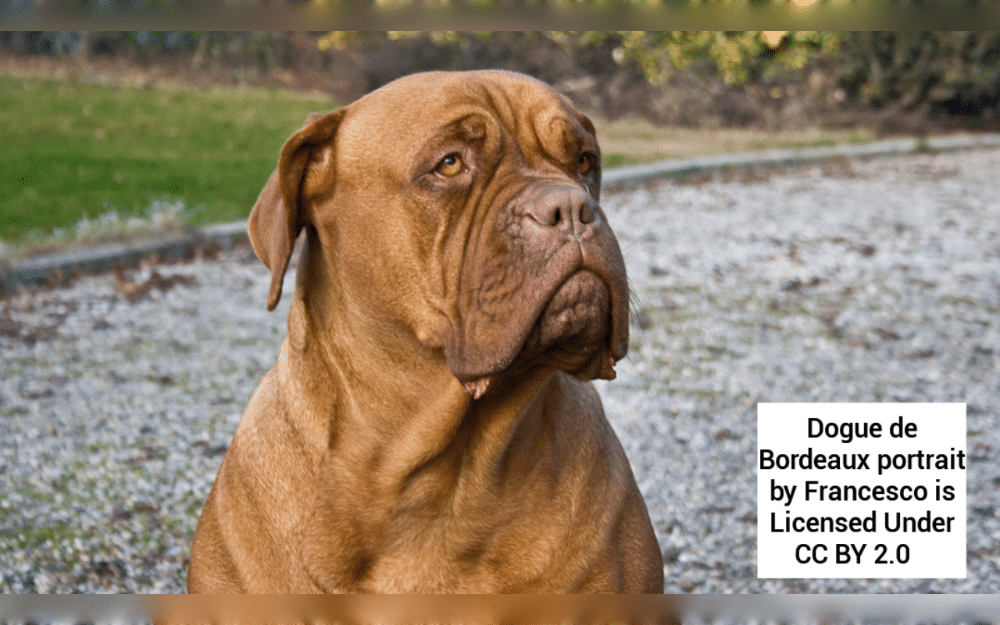 The Dogue de Bordeaux is a strong, robust French breed.They are excellent guard dog. They have a soft and short coat that covers their skin. Their colors including fawn, dark red.The distinctive feature of this breed is its big, wrinkled head and short muzzle. 