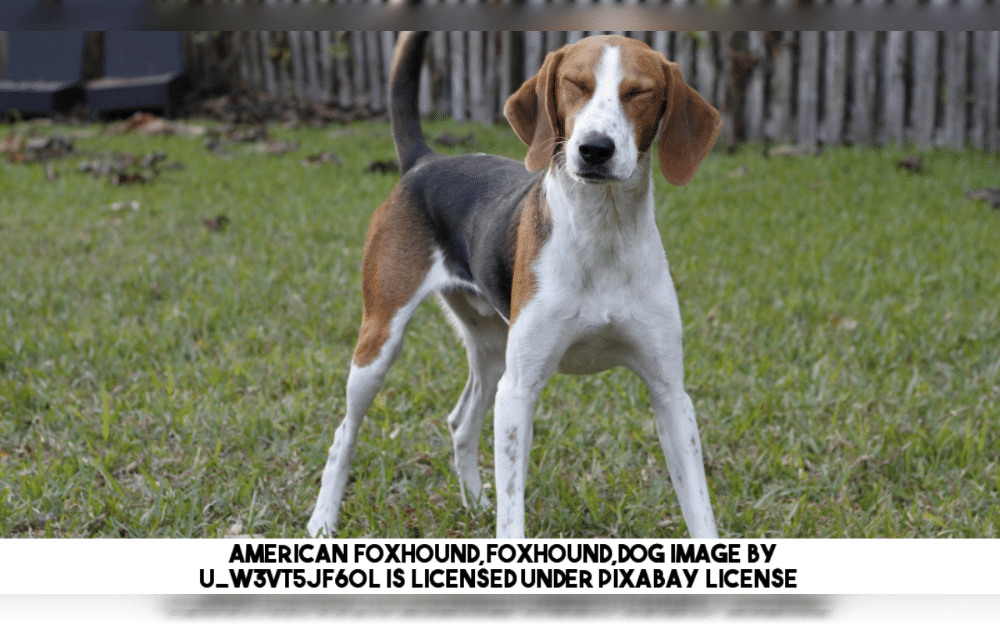 The American Foxhound is a large dog breed that is known for being friendly, active, and resilient behavior.Their fur coat is short, coarse, and dense.White, Black, Tan, Brown, and Blue are among the colors of their coats. 