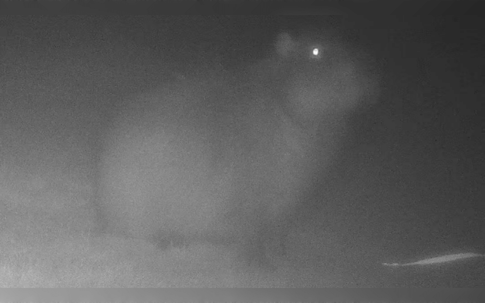 Seven months after escaping from Marwell zoo, Hampshire, UK, Samba the capybara was seen alive and well on a wildlife camera.She and her sister Tango had traveled to the zoo from Jimmy's Farm and Wildlife Park in Suffolk.Tango was promptly put back to her enclosure, but Samba has escaped.